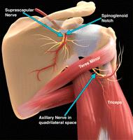 Anatomy of suprascapular nerve