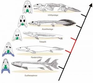 Evolution of Shoulder