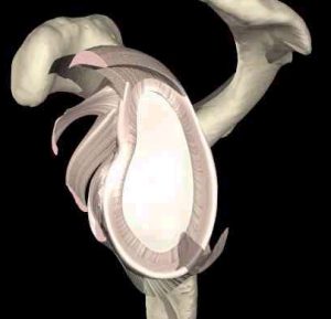 Labrum deepens the glenoid to provide more stability.