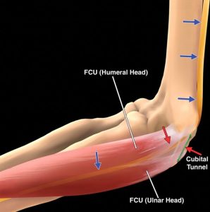 Ulnar nerve